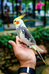 There&rsquo;s a reason why the cockatiel is one of the most popular companion birds &mdash; this slender Australian parrot can be both cuddly and bold. Cockatiels can also be curious and, at times, feisty.