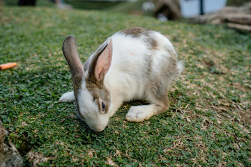 cute rabbits eating grass. Cute white rabbits eating in the park and ready to play