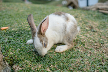 cute rabbits eating grass. Cute white rabbits eating in the park and ready to play