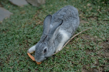 cute rabbits eating grass. Cute white rabbits eating in the park and ready to play