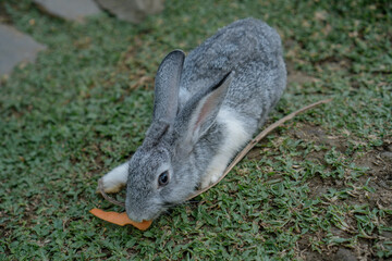 cute rabbits eating grass. Cute white rabbits eating in the park and ready to play