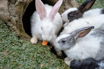 cute rabbits eating grass. Cute white rabbits eating in the park and ready to play