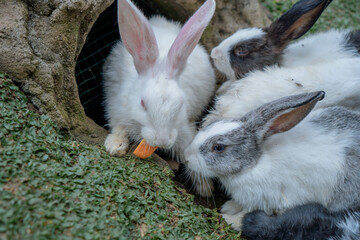 cute rabbits eating grass. Cute white rabbits eating in the park and ready to play