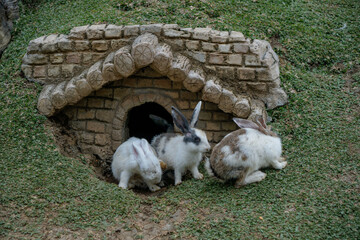 cute rabbits eating grass. Cute white rabbits eating in the park and ready to play