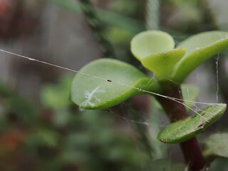 A leaf taken with a macro camera covered with spider web.