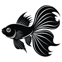 betta fish white background.