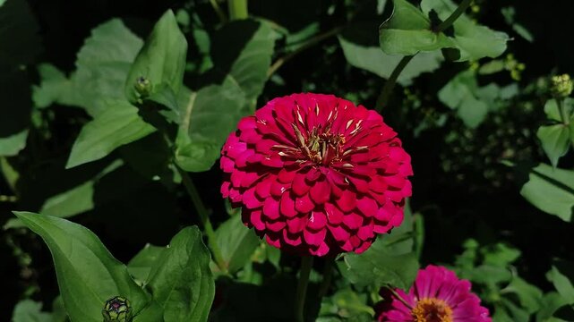 A beautiful, pompous pink rose on a sunny day.