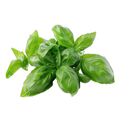 Fototapeta premium fresh basil leaves