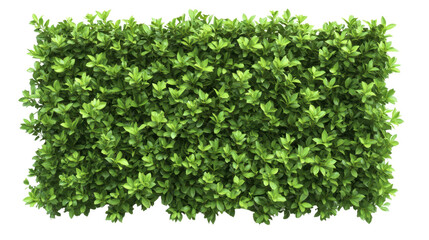 Obraz premium Bush or shrub wall isolated on transparent background for graphic design.