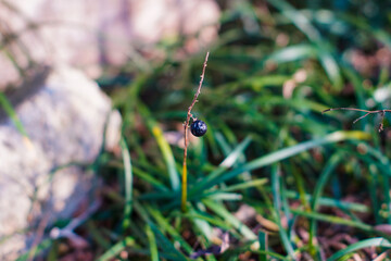 Liriope leaves, muscari leaves in the garden