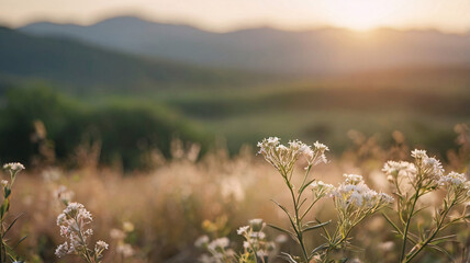 Closeup view of spring wildflowers with blurred cosy sunlight landscape. Calm warm nature aesthetic background for wallpaper, presentation and banner.