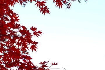 autumn leaves. red maple leaf isolated. autumn background.