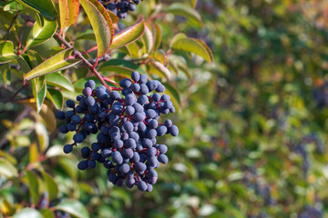 green ligustrum lucidum leaves with blue fruit for background