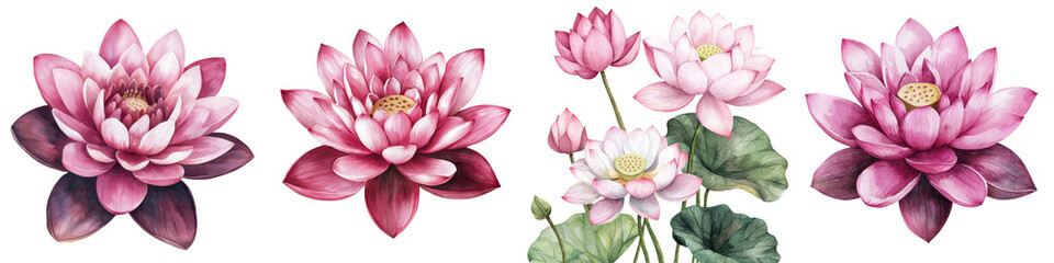 Blooming Lotus Flowers Watercolor Botanical Elements  Pink and White Lotus Blossoms with Green Leaves Floating on Water in Peaceful Tranquil Composition