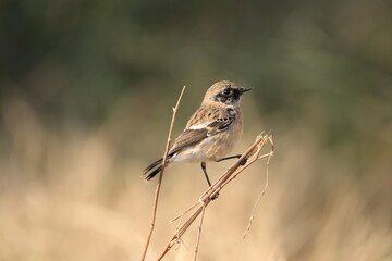 red backed shrike