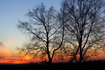 Beautiful magical landscape image with trees silhouette at sunset.	
