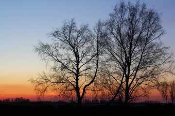 Naklejka premium Beautiful magical landscape image with trees silhouette at sunset. 