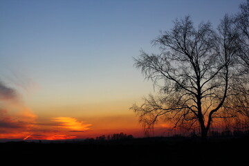 Beautiful magical landscape image with trees silhouette at sunset.	
