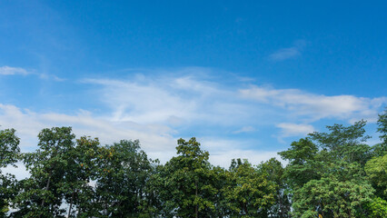 Green tree leaves in blue sky with clouds background
