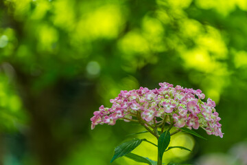 緑の背景に映えるピンクのアジサイ