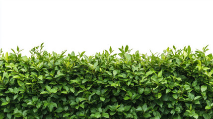Obraz premium Bush or shrub wall isolated isolated on white background for graphic design.