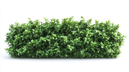 Obraz premium Bush or shrub wall isolated isolated on white background for graphic design.