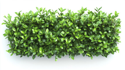 Obraz premium Bush or shrub wall isolated isolated on white background for graphic design.