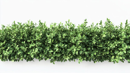 Obraz premium Bush or shrub wall isolated isolated on white background for graphic design.