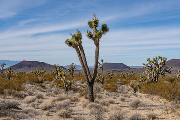 Cima volcanic field. Kelbaker Road, Mojave National Preserve. San Bernardino County, California. Mojave Desert / Basin and Range Province. ' Eastern ' Joshua trees  ( Yucca jaegeriana )