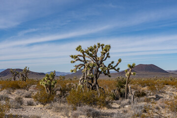 Cima volcanic field. Kelbaker Road, Mojave National Preserve. San Bernardino County, California....