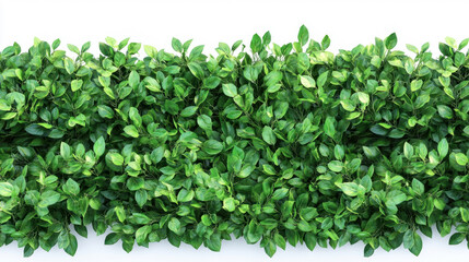 Obraz premium Bush or shrub wall isolated isolated on white background for graphic design.
