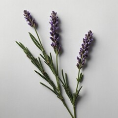 A single lavender sprig on white.