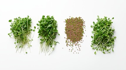Health benefits of microgreens a nutritional infographic guide