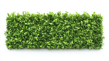 Obraz premium Bush or shrub wall isolated isolated on white background for graphic design.