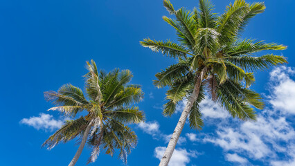 Fototapeta premium Two tall coconut palms. Trunks and spreading green leaves of the crowns against a background of blue sky and clouds. Philippines
