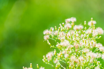 綿毛状の植物と緑豊かな背景