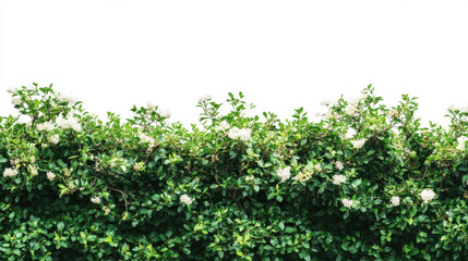 Obraz premium Bush or shrub wall isolated isolated on white background for graphic design.
