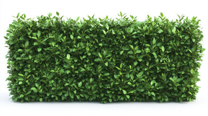 Obraz premium Bush or shrub wall isolated isolated on white background for graphic design.