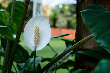 White peace lily, very beautiful floral collage element