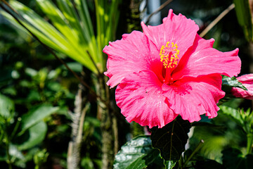 Beautiful Variegated Hibiscus flower ornamental plant with bright red color - variegated hibiscus tree