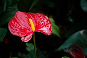 Anthurium is a bright house flower from the Araceae family. Its decorative effect is almost independent of the season, so with proper care it will delight its owners even in cold and cloudy weather.