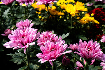 Tricolor Daisy Chrysanthemum (Pyrethrum Daisy) is an attractive and beautiful flower to add to your decoration.