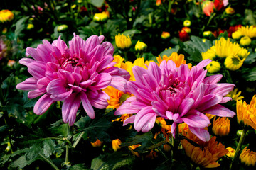 Tricolor Daisy Chrysanthemum (Pyrethrum Daisy) is an attractive and beautiful flower to add to your decoration.