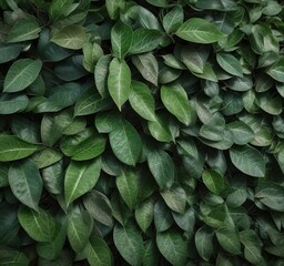 Fototapeta premium Detail of Java plum leaf surface featuring fine green fibers, detailed view, leaf surface, green fibers on leaf surface