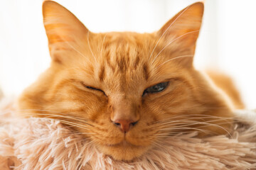 窓辺でくつろぐ可愛い猫　茶トラ猫