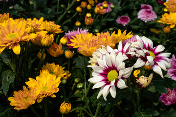 Tricolor Daisy Chrysanthemum (Pyrethrum Daisy) is an attractive and beautiful flower to add to your decoration.