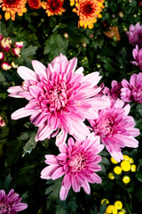 Tricolor Daisy Chrysanthemum (Pyrethrum Daisy) is an attractive and beautiful flower to add to your decoration.