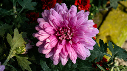 Tricolor Daisy Chrysanthemum (Pyrethrum Daisy) is an attractive and beautiful flower to add to your decoration.