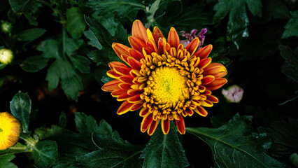 Yellow chrysanthemums frequently symbolize happiness, joy, and celebration. If you're looking for a mum to brighten someone's day, you can't go wrong with yellow blooms.
