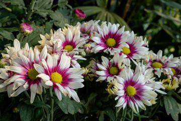 Tricolor Daisy Chrysanthemum (Pyrethrum Daisy) is an attractive and beautiful flower to add to your decoration.